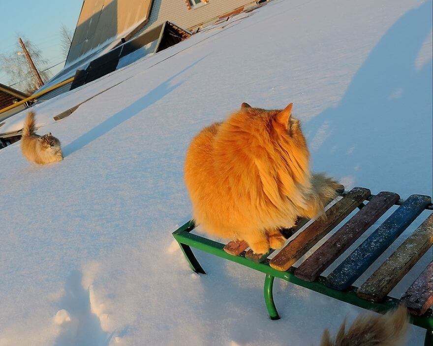 Siberian Farm Cats alla lebedeva 48 (1)