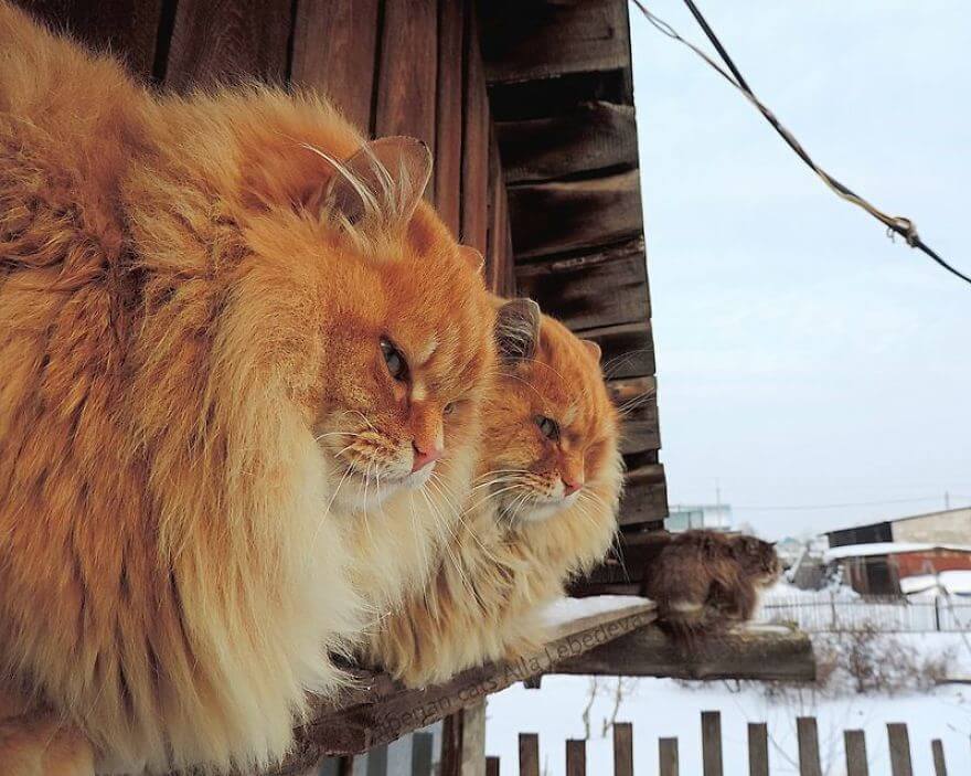 Siberian Farm Cats alla lebedeva 5 (1)