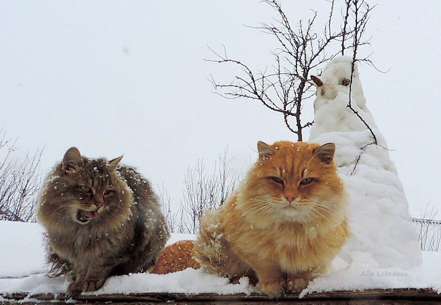 Siberian Farm Cats alla lebedeva 50 (1)