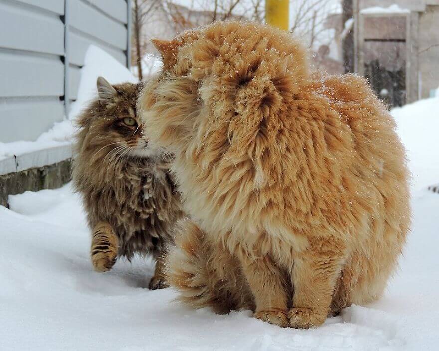 Siberian Farm Cats alla lebedeva 51 (1)