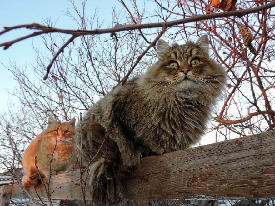 Siberian Farm Cats alla lebedeva 52 (1)