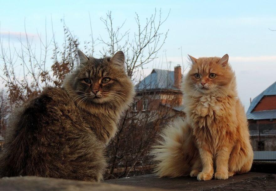 Siberian Farm Cats alla lebedeva 53 (1)