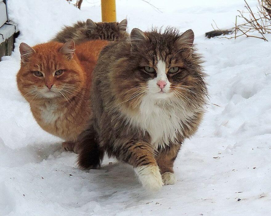 Siberian Farm Cats alla lebedeva 54 (1)