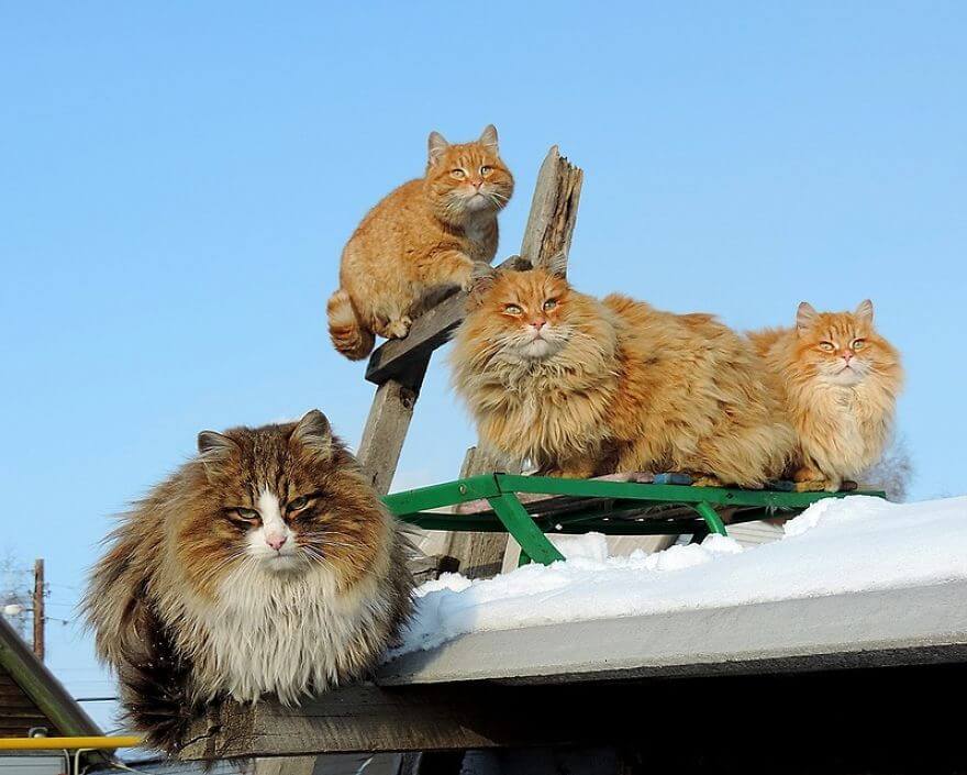 Siberian Farm Cats alla lebedeva 55 (1)