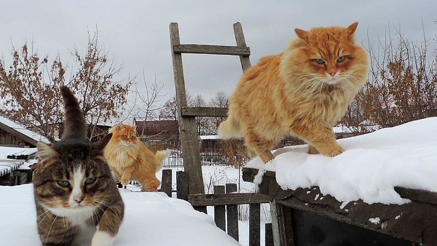 Siberian Cats alla lebedeva 57 (1)