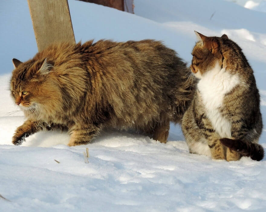 Siberian Cats alla lebedeva 58 (1)