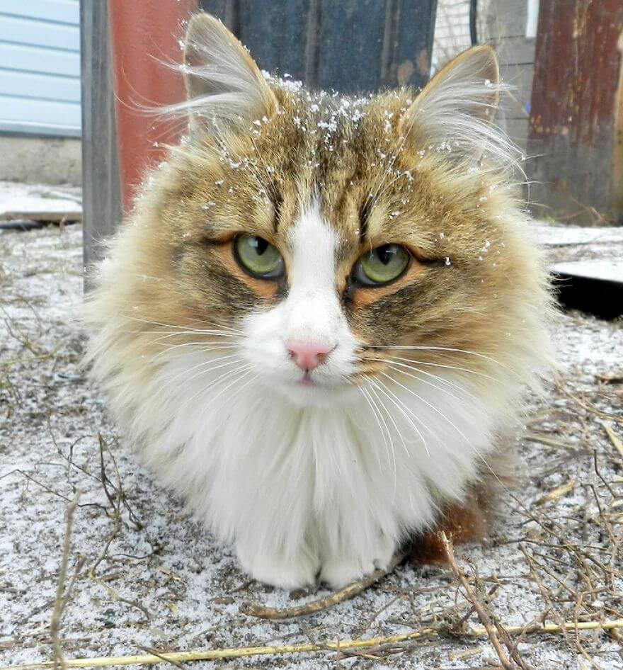 Siberian Farm Cats alla lebedeva 6 (1)