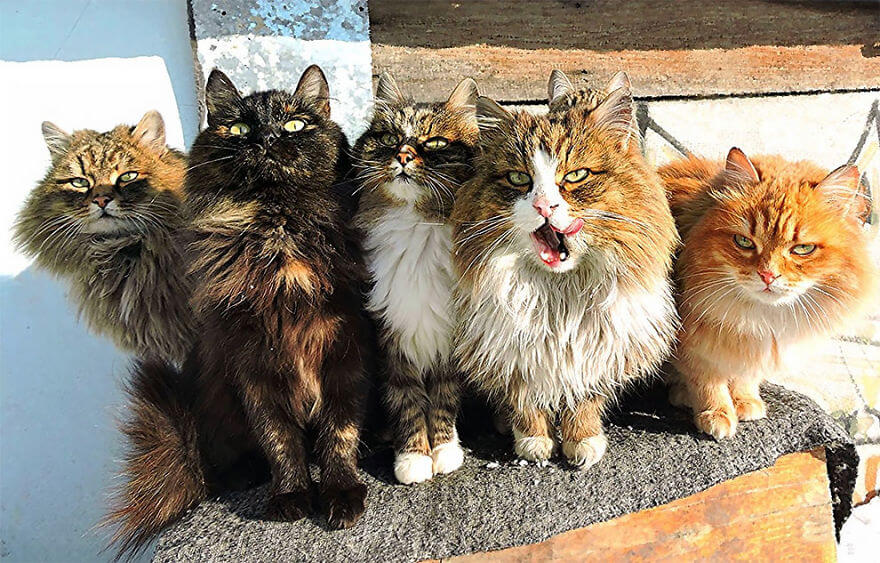 Siberian Farm Cats alla lebedeva 7 (1)