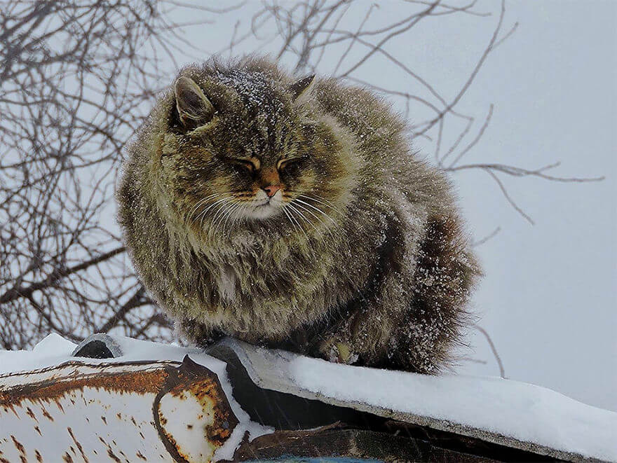 Siberian Farm Cats alla lebedeva 8 (1)