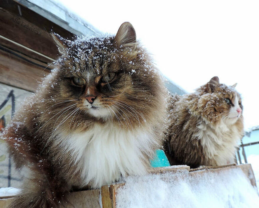 Siberian Farm Cats alla lebedeva 9 (1)