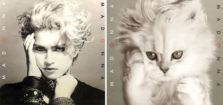 ablum covers replaced with kittens 1 (1)