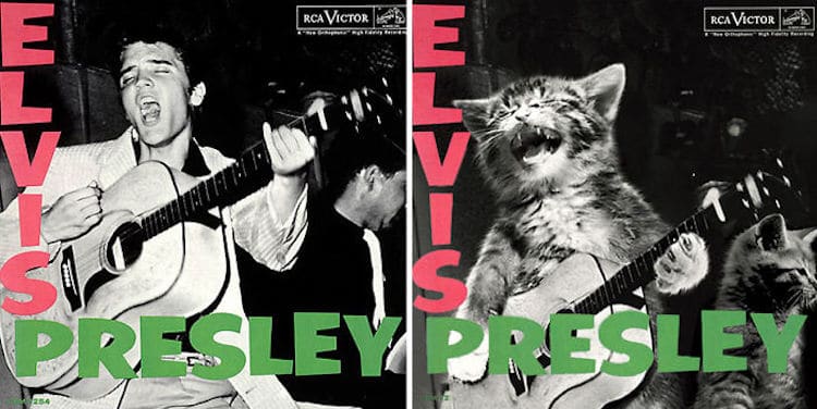 ablum covers replaced with kittens 11 (1)