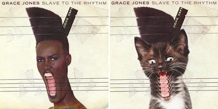 ablum covers replaced with kittens 13 (1)