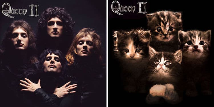 ablum covers replaced with kittens 14 (1)