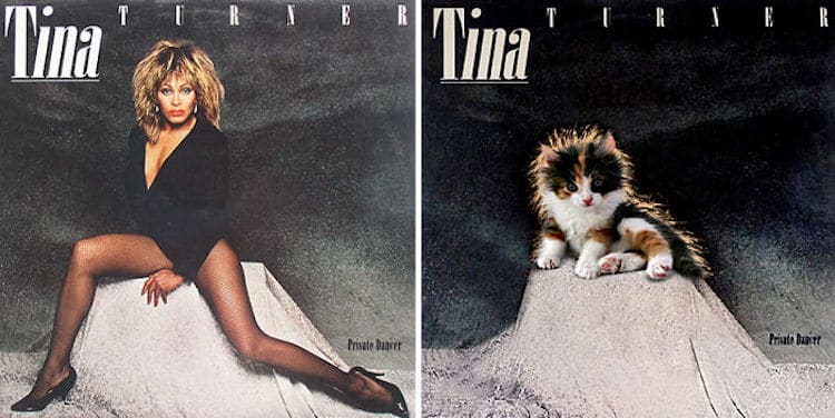 ablum covers replaced with kittens 19 (1)