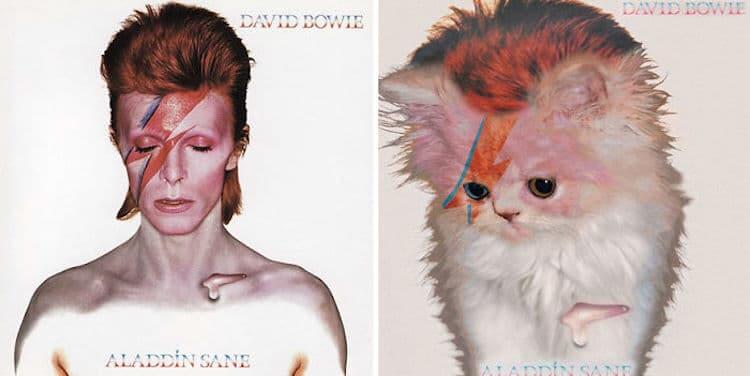 ablum covers replaced with kittens 3 (1)