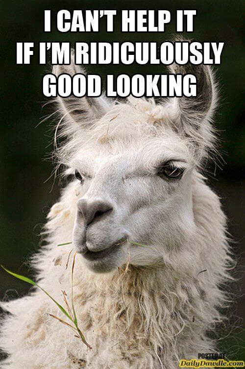 alpaca funny images 16 (1)