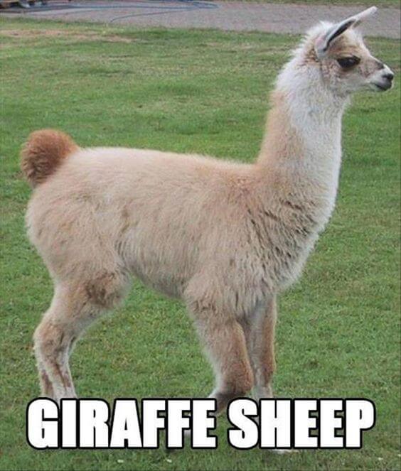 alpaca funny images 17 (1)