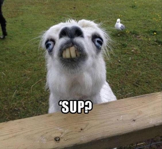 alpaca puns 23 (1)