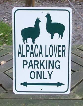 alpacas are beautiful 31 (1)