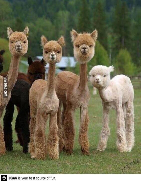 alpacas are beautiful 33 (1)