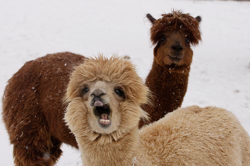 alpacas are beautiful 38 (1)