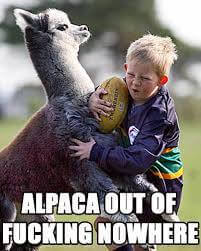 alpaca memes 40 (1)