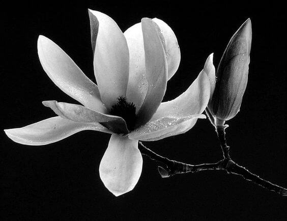 black and white images of flowers 10 (1)