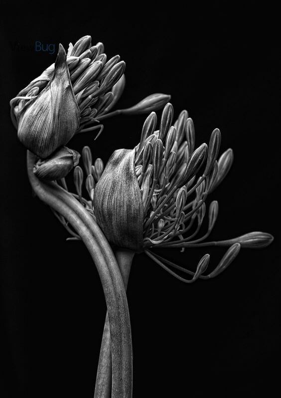 black and white images of flowers 12 (1)