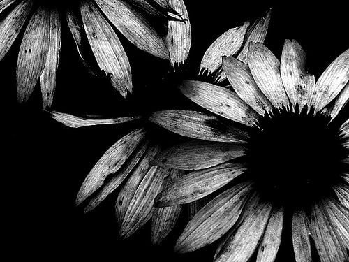 black and white pics of flowers 13 (1)