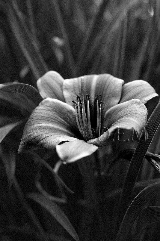 black and white pics of flowers 15 (1)