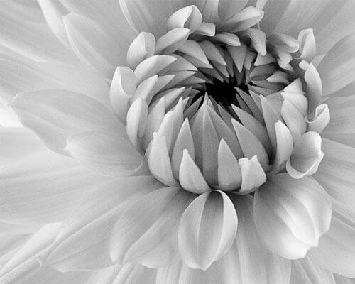 black and white pics of flowers 16 (1)