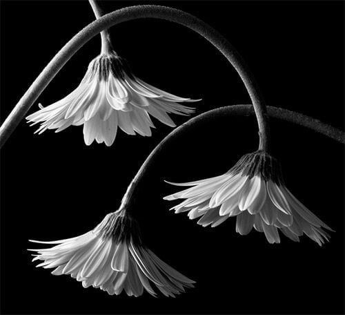 black and white pics of flowers 17 (1)