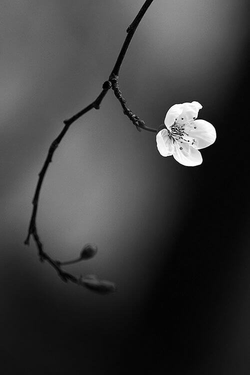 colorless pictures of flowers 18 (1)