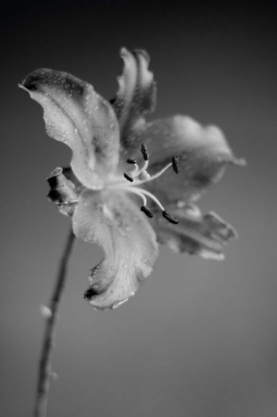 colorless pictures of flowers 22 (1)