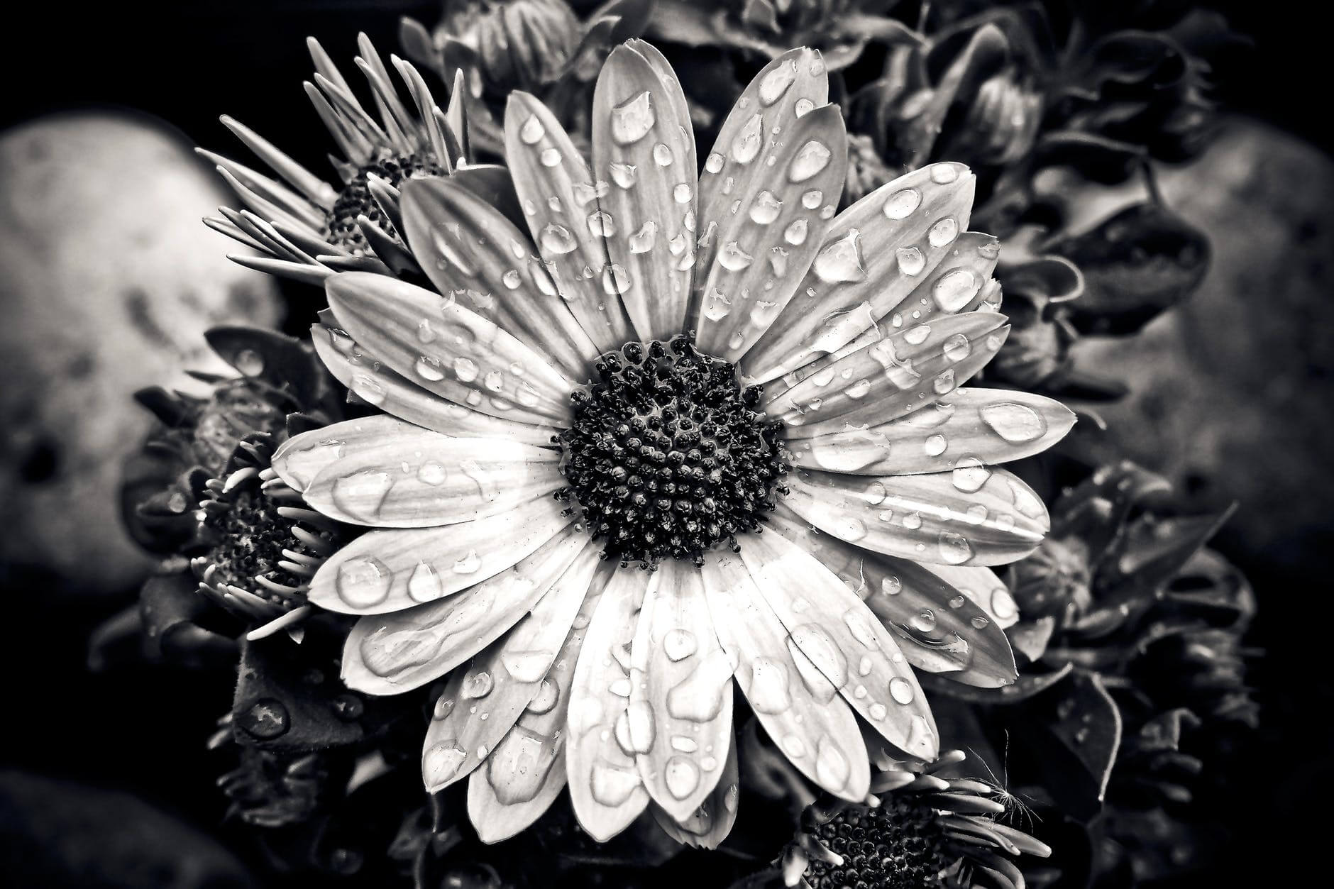 black and white photography flower