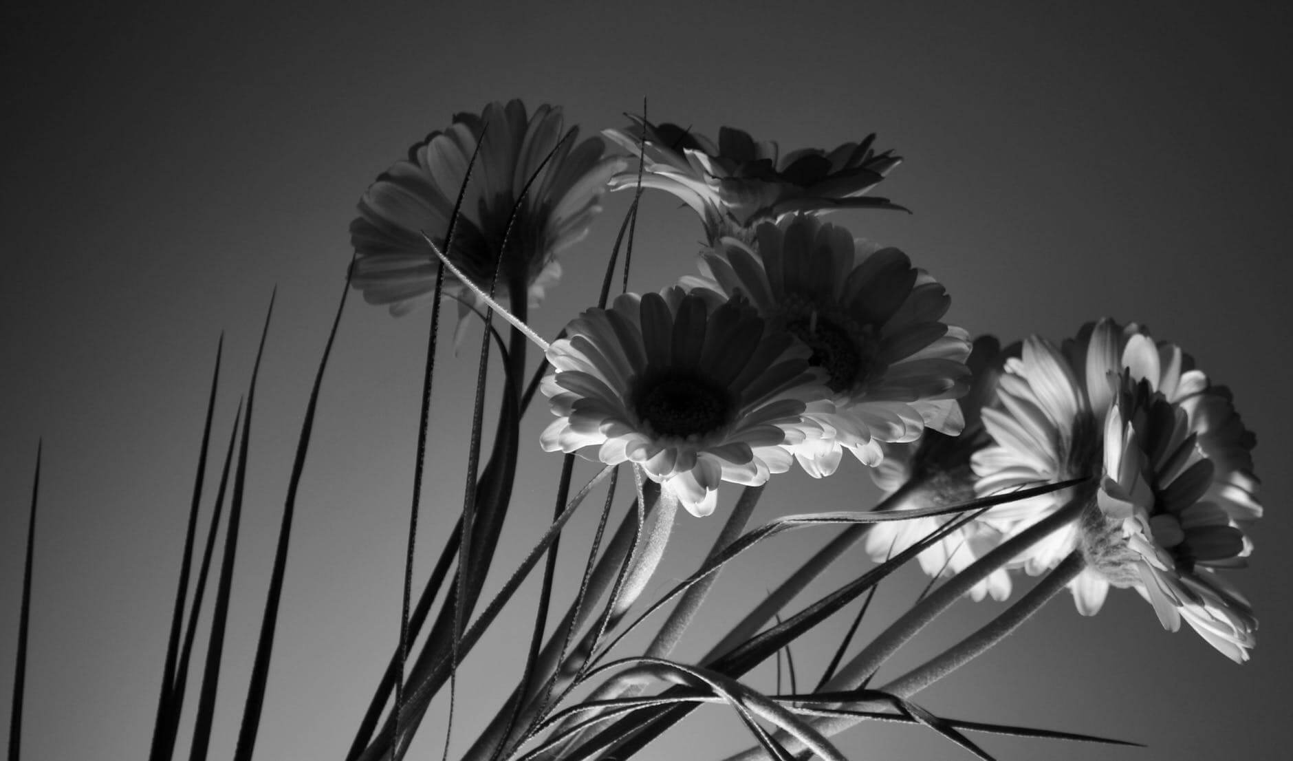 how to take black and white pictures 27 (1)