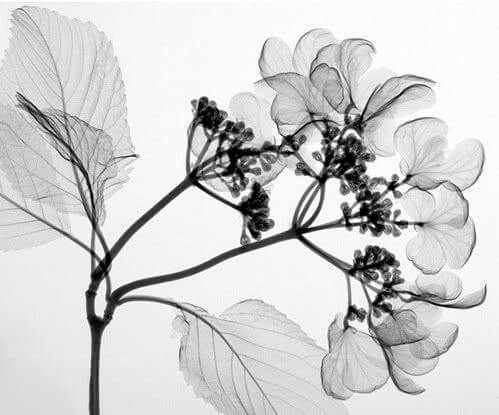 black & white pictures of flowers 4 (1)