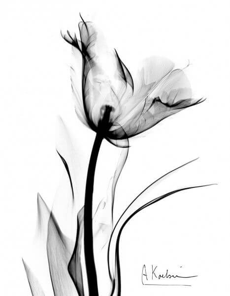 black & white pictures of flowers 5 (1)