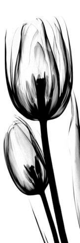 black & white pictures of flowers 6 (1)
