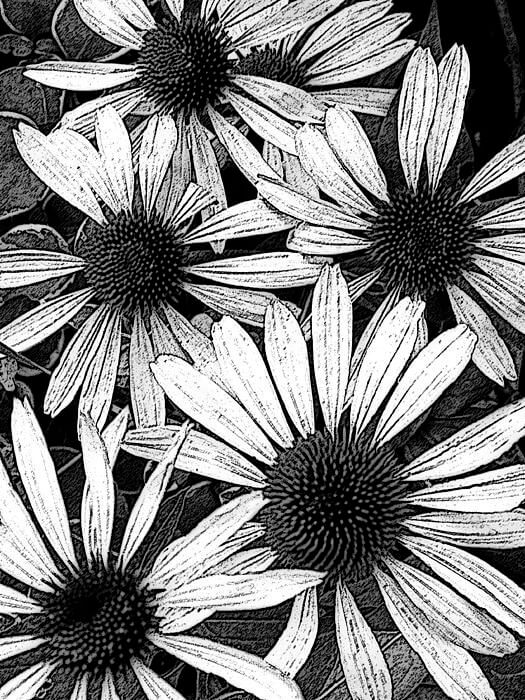 black and white images of flowers 8 (1)