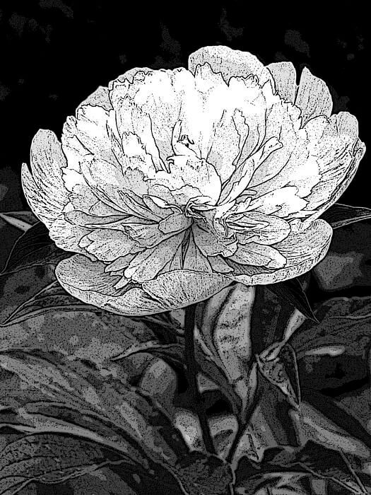 black and white images of flowers 9 (1)