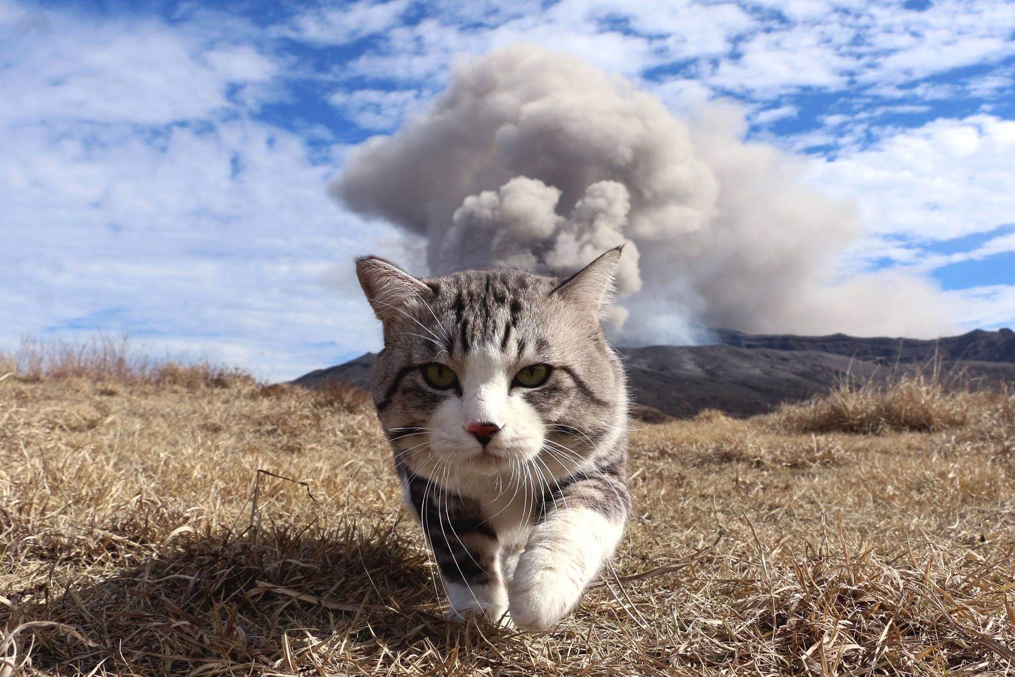 cat walking away from explosion 1 (1)