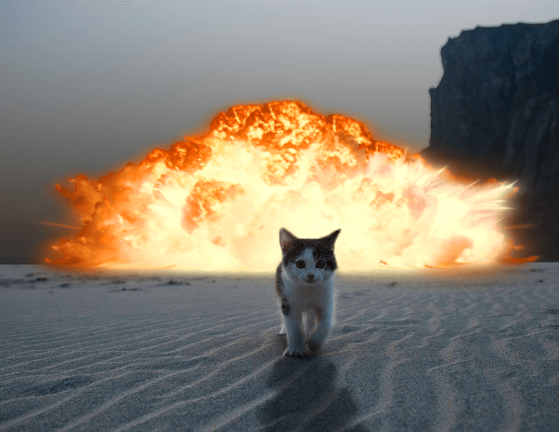 cat walking away from explosion 10 (1)