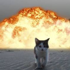 cat walking away from explosion 13 (1)