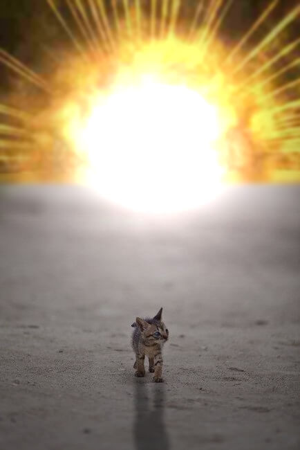 cat walking away from explosion 14 (1)