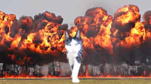 cat walking away from explosion 16 (1)