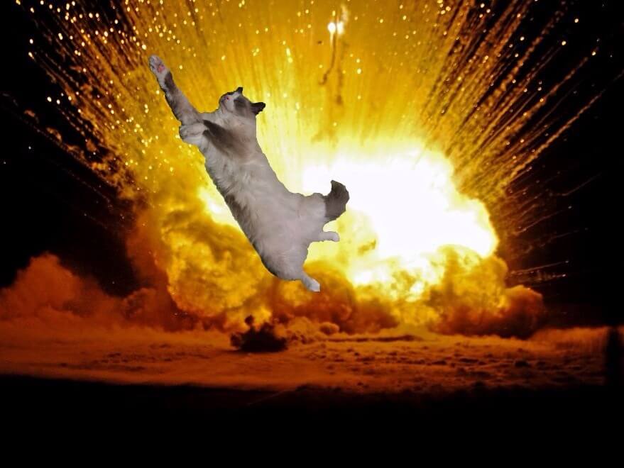 cat walking away from explosion 17 (1)