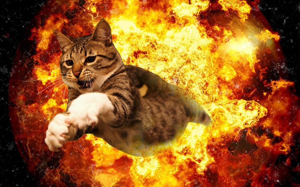 cat walking away from explosion 18 (1)