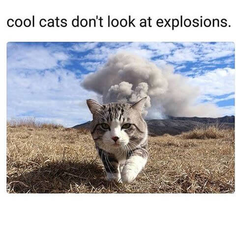 cat walking away from explosion 19 (1)